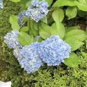 なな.の画像