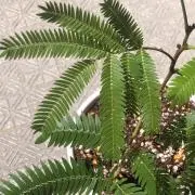 ☆エバーフレッシュ☆の画像