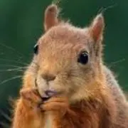 とぅえるぶの画像