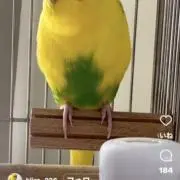 ぴよこの画像