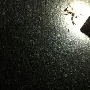 tの画像