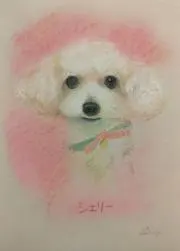 シェリーの画像