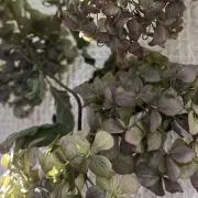 rosemaryの画像