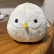 ふくろうの画像