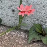 ちかちゃんの画像