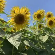 花の画像