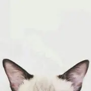✿猫様命✿ プロフィール確認絶対
