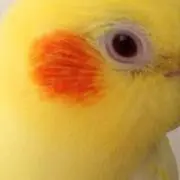 ちゅうちゃんの画像