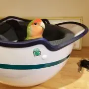 ペロミ　(購入意欲なしのいいね×)