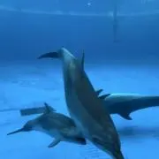 ミナの画像