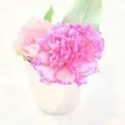 ハムテルの画像