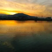 ぽちの画像