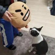 ぺんきちの画像