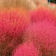 kochia ※プロフご一読くださいの画像
