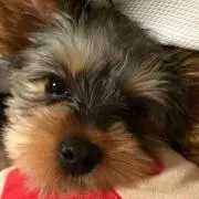 セナ    プロフ必読