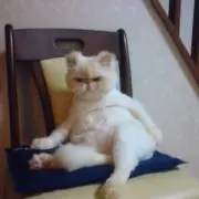 しらたまの画像
