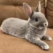 おもちの画像