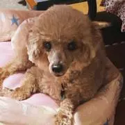 ラビの画像