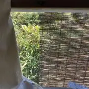インディゴディエゴの画像