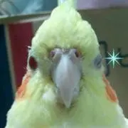 きくらげの画像