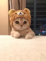 TETEの画像