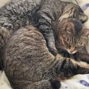 Amiの画像