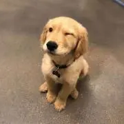 ポンピパンピプンパ1号