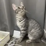 ララパの画像
