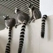 こももん