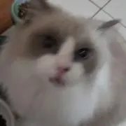 玉の画像