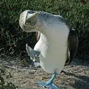 つゆさし