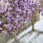 モアの画像