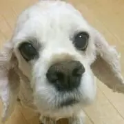 りな