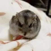 ハムスターのくるみ