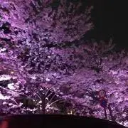 エンドウ　まとめ買い歓迎の画像
