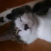 りょうの画像