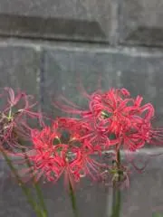 グルン