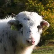 mhの画像