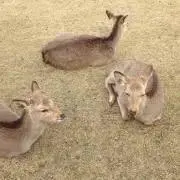 yoshi00919の画像