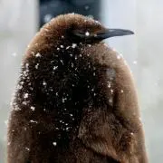ゆず