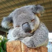 sleepykoala☆の画像