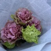 h.y1124