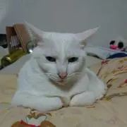 mibro
