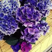3100の画像