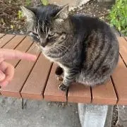 たの画像