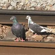 tkajの画像