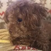 あまちゃん