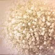 Reiの画像