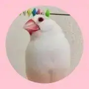 nyonの画像