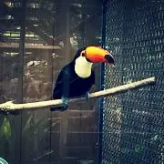 はな
